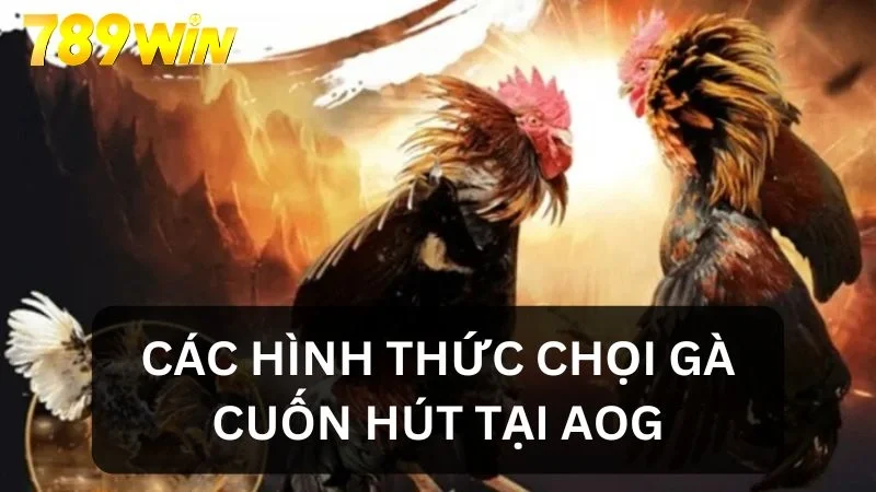 Các hình thức chọi gà tại AOG