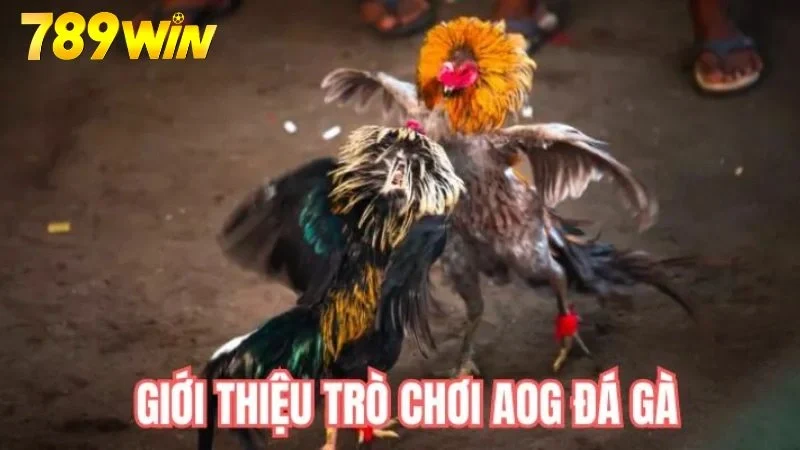 Giới thiệu sảnh AOG đá gà