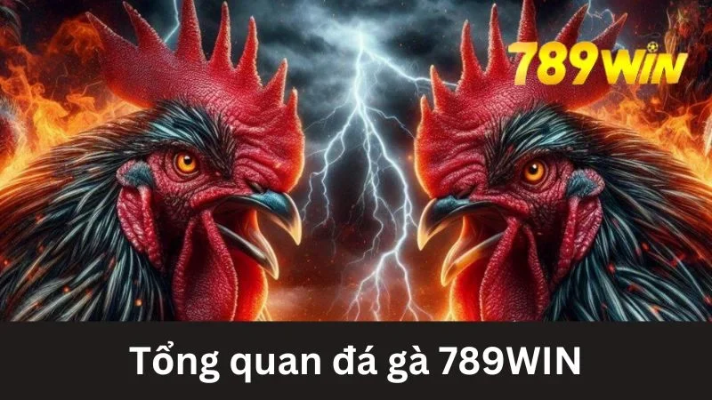 Giới thiệu về đá gà 789WIN