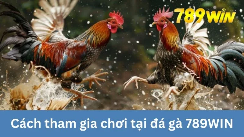 Hướng dẫn chơi đá gà 789WIN