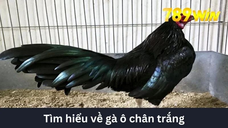 Tìm hiểu về gà ô chân trắng