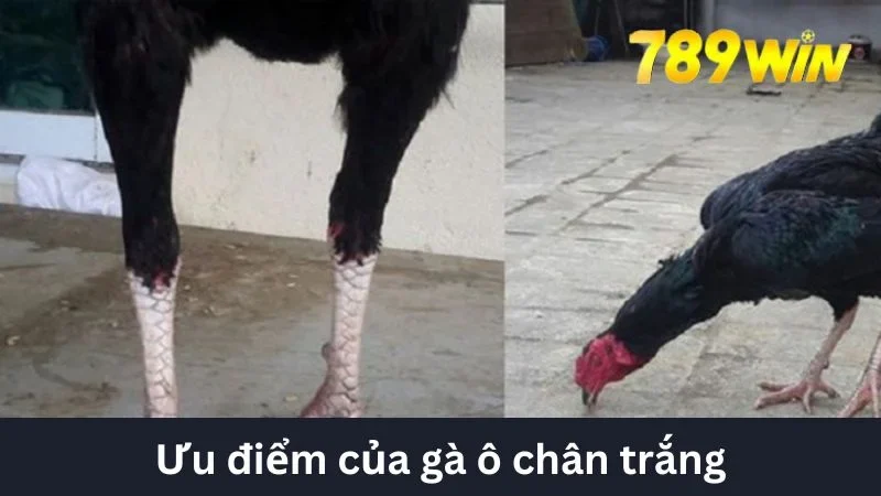 Ưu điểm của gà ô chân trắng