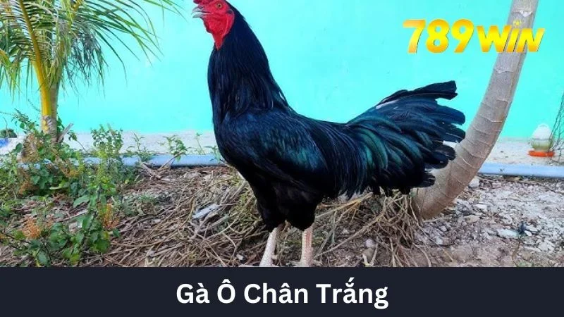 Gà Ô Chân Trắng - Chiến Kê Bất Bại Trong Mọi Trận Đấu